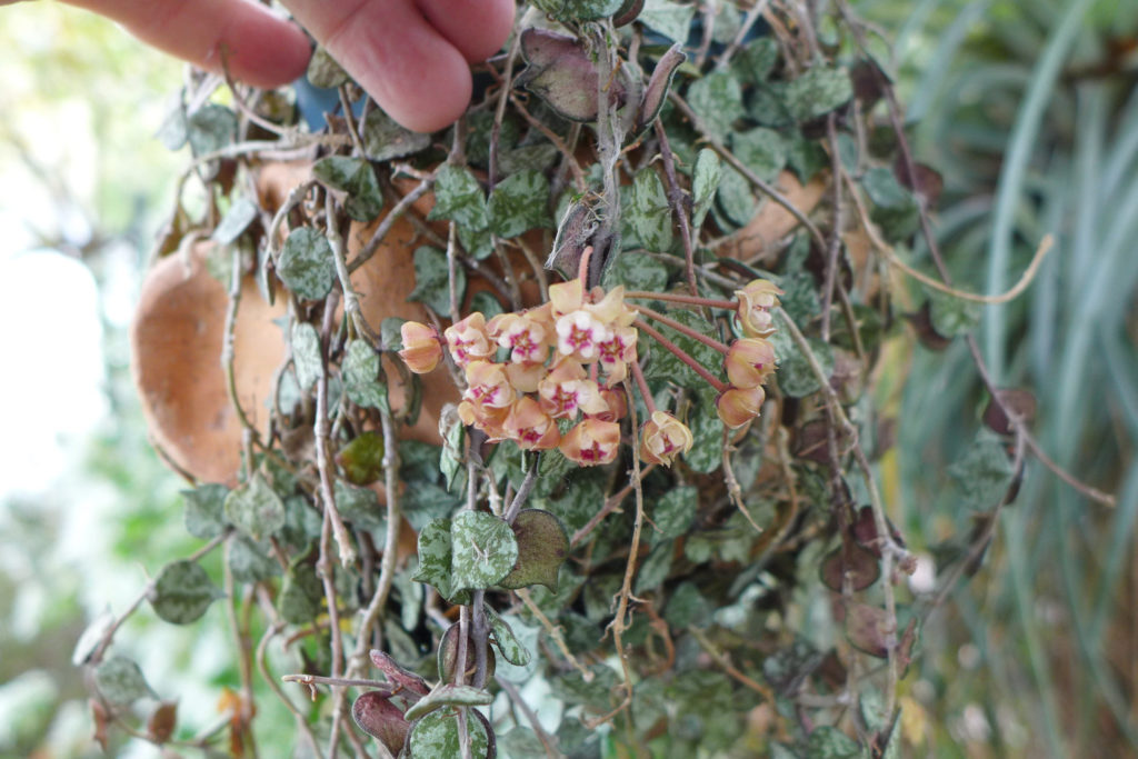 Hoya Curtisii