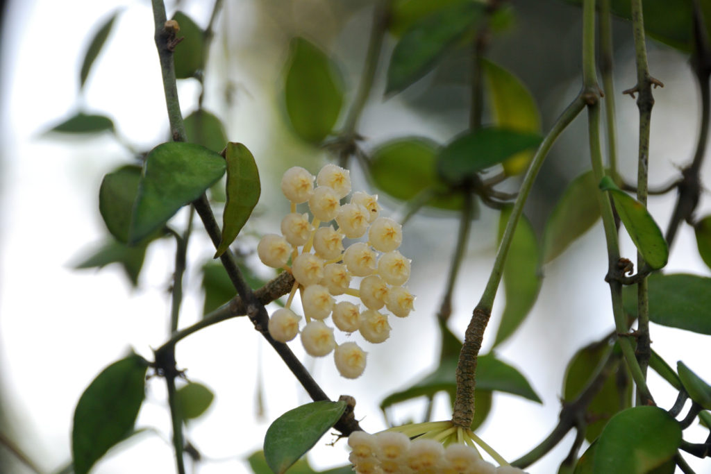 Hoya Lacunosa