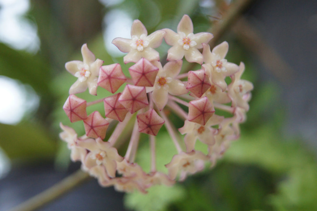 Hoya Macrophylla