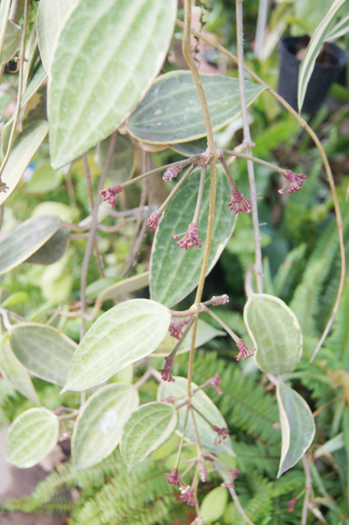 Hoya Macrophylla Blätter