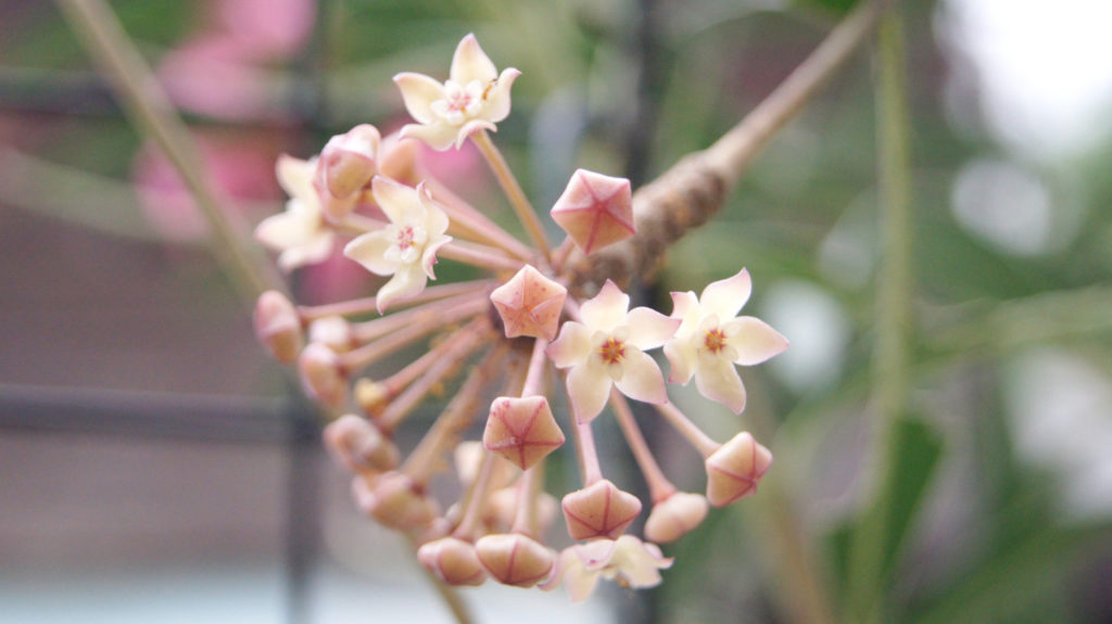 Hoya Macrophylla Blüte