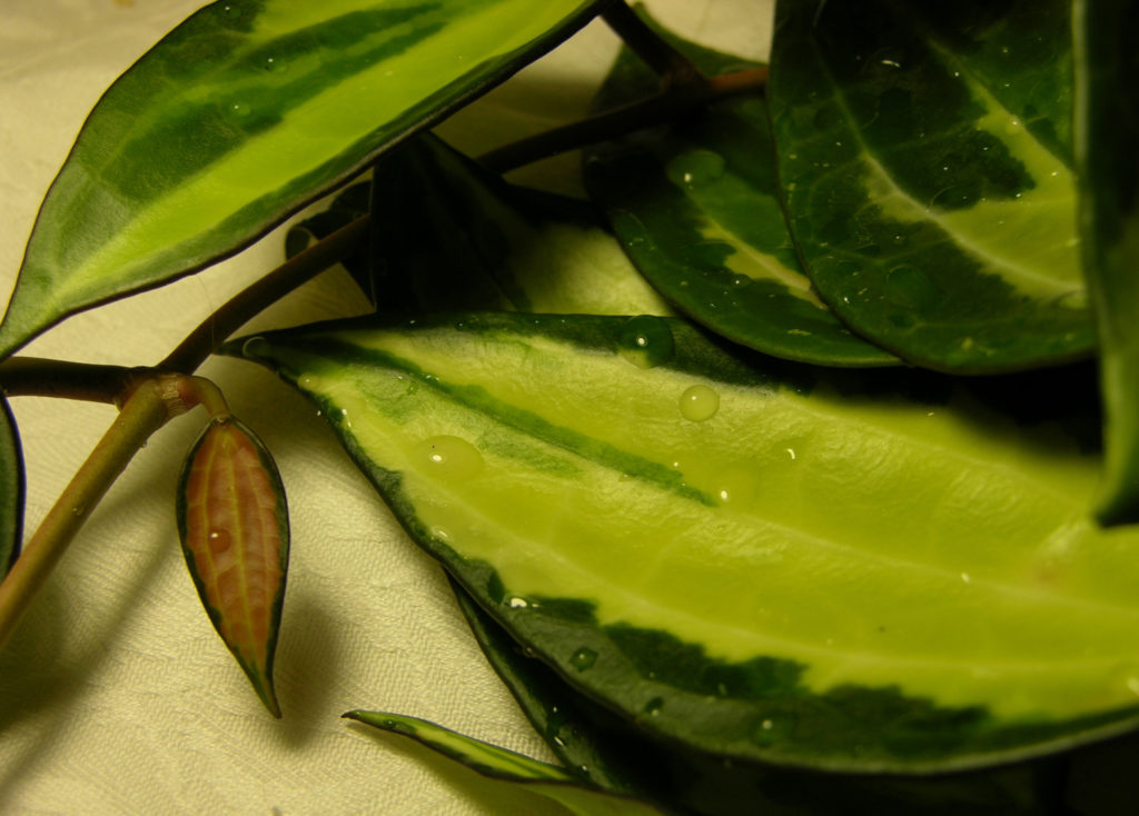 Hoya Macrophylla Variegated