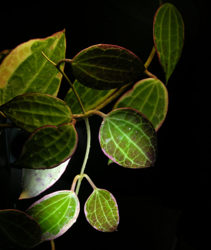 Hoya Macrophylla Pflege