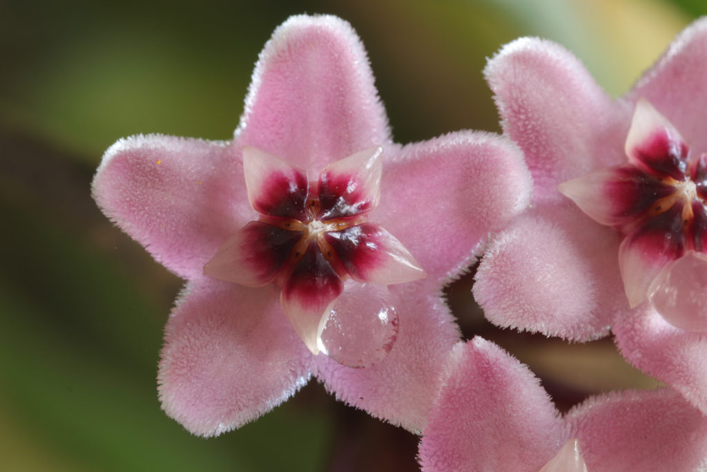 Hoya vermehren