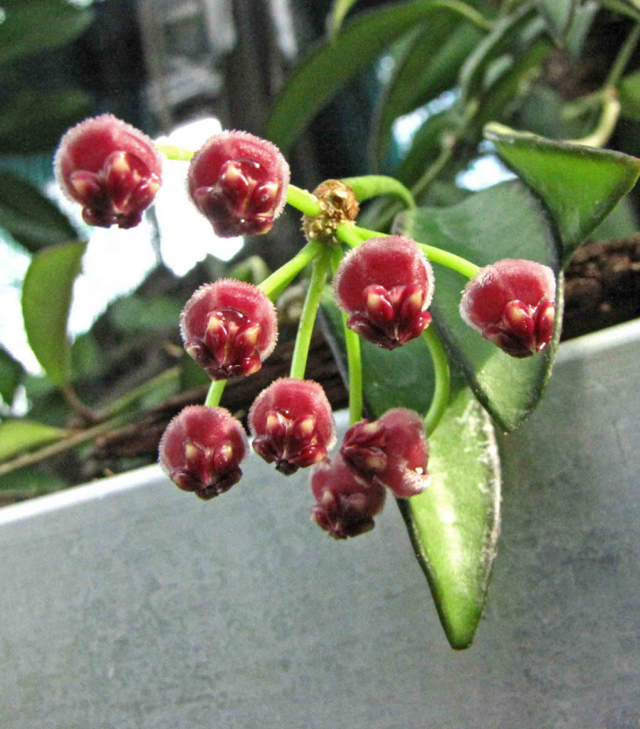 Hoya Wayetii Blume