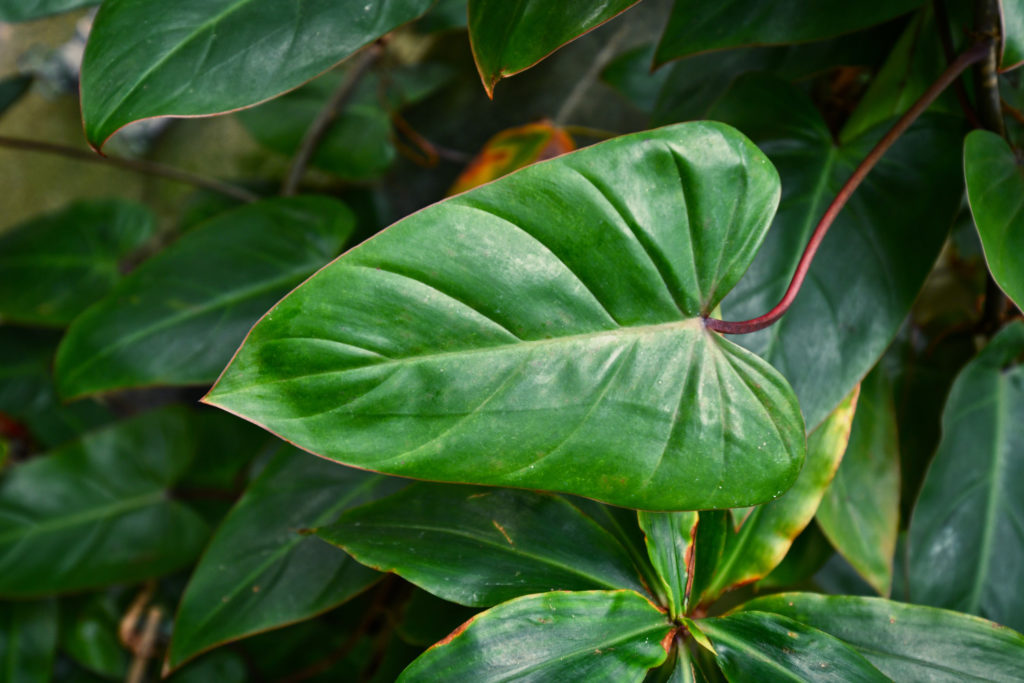 Philodendron Red Emerald