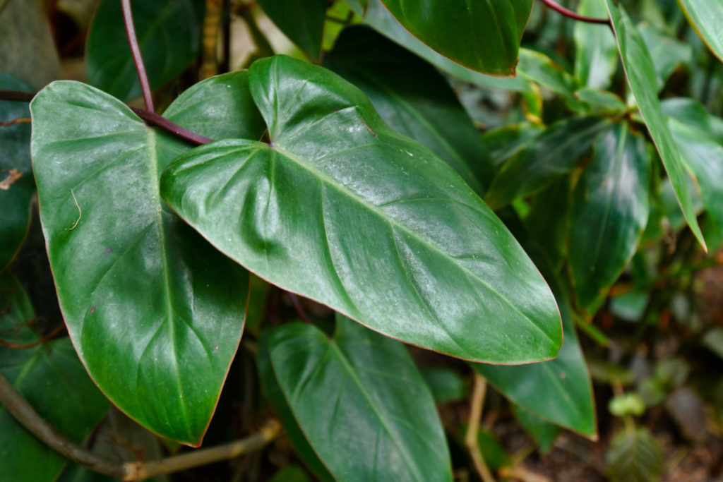 Philodendron Red Emerald