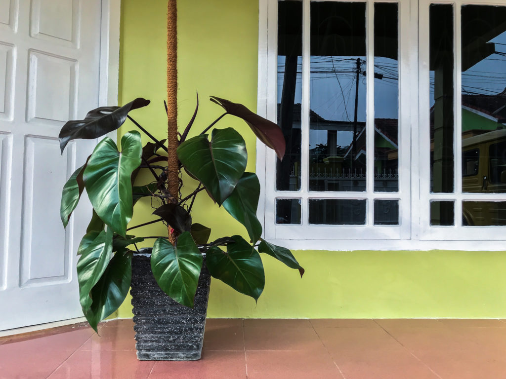 Großer Philodendron Red Emerald