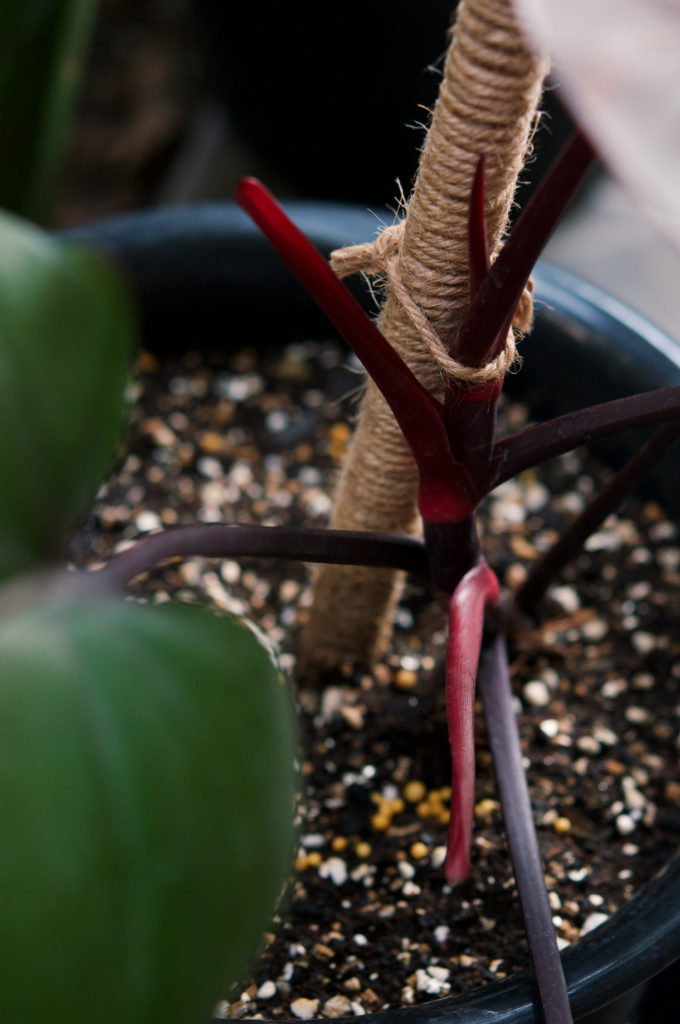 Philodendron Red Emerald Pflege