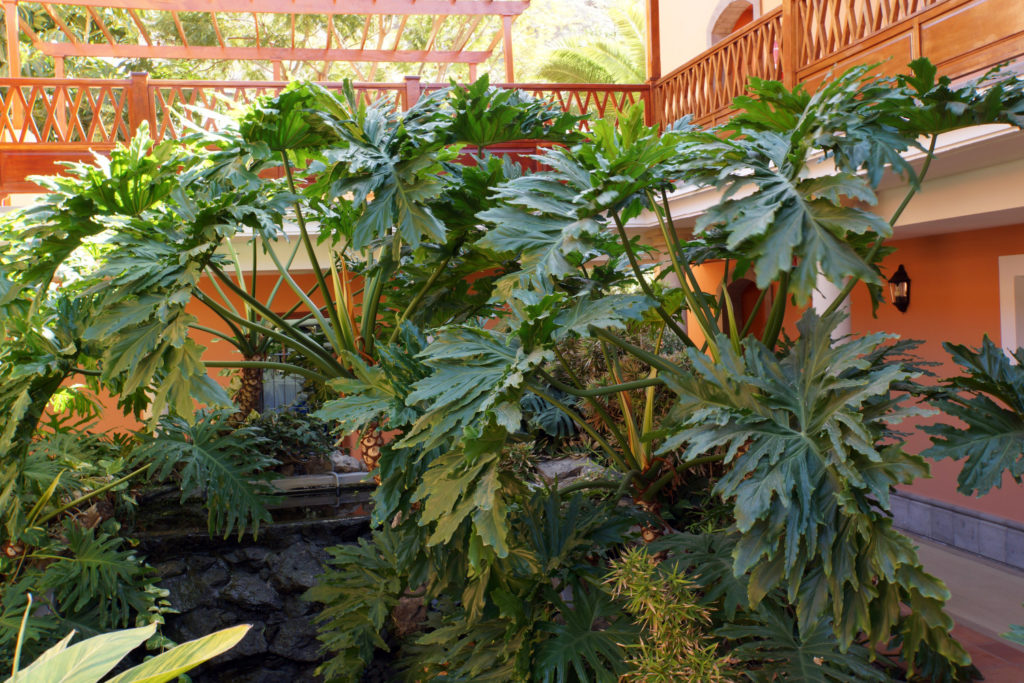 Philodendron Selloum