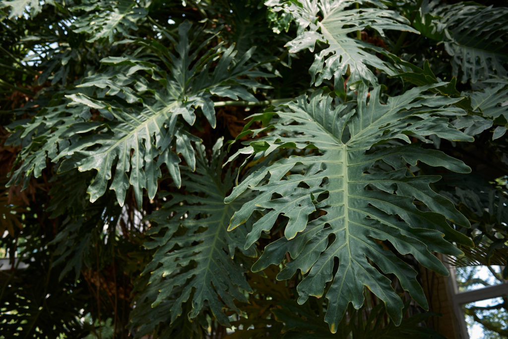 philodendron selloum Thaumatophyllum