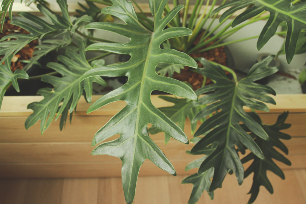 blad van de Philodendron Selloum
