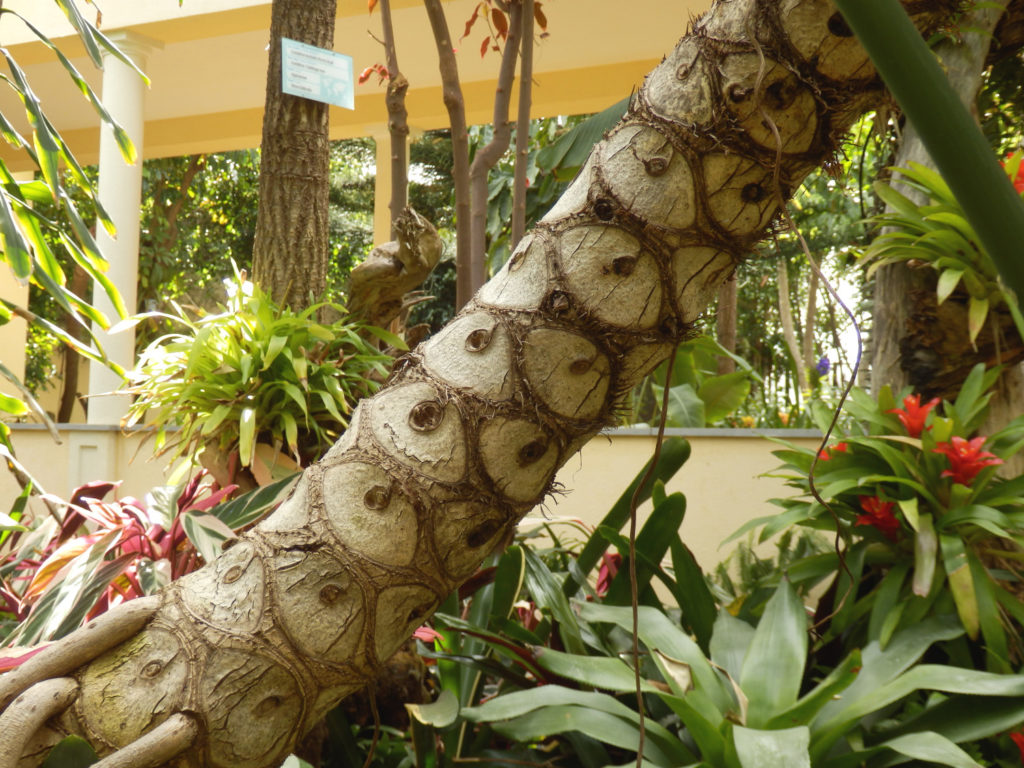 Philodendron Selloum stam