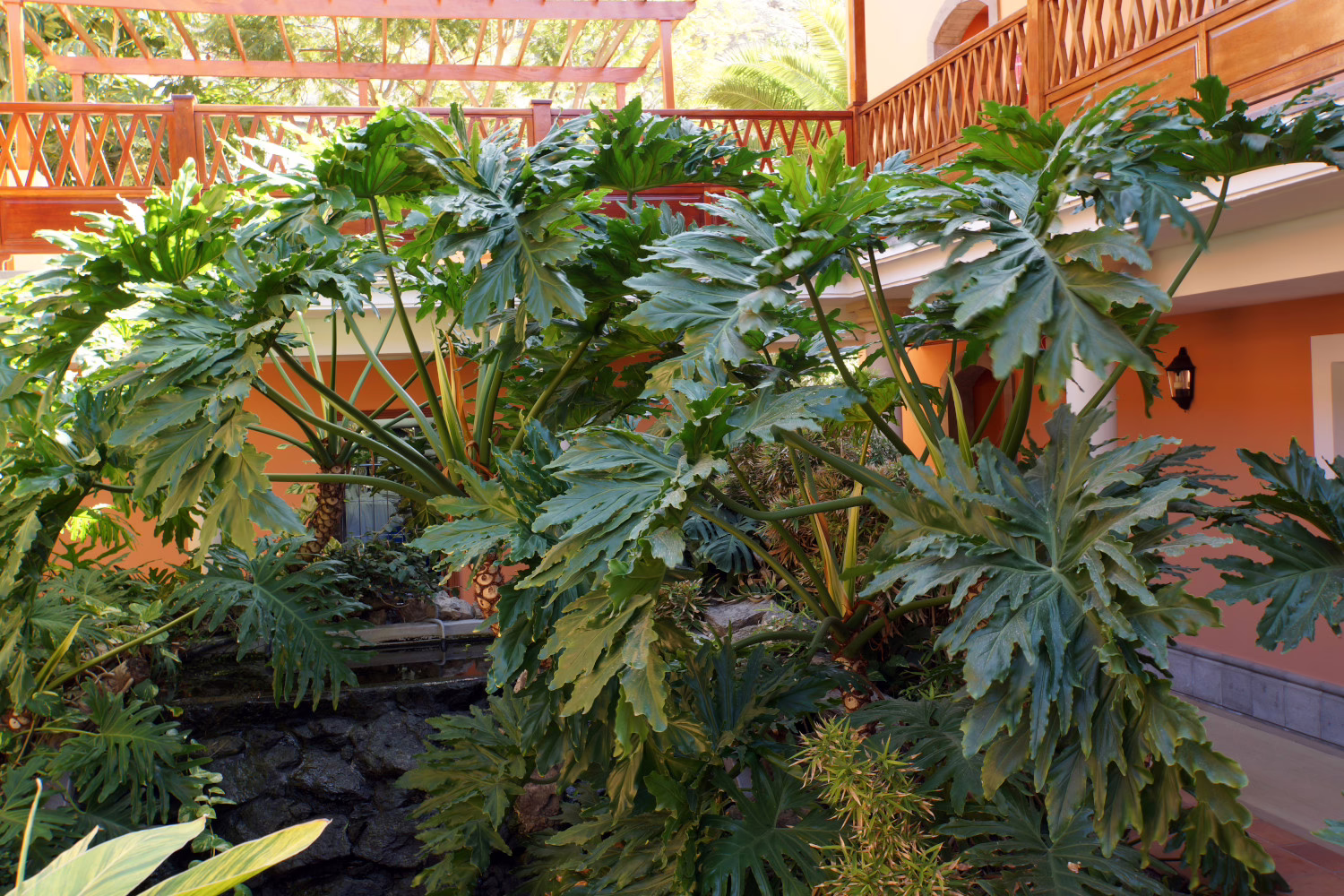 Philodendron Selloum
