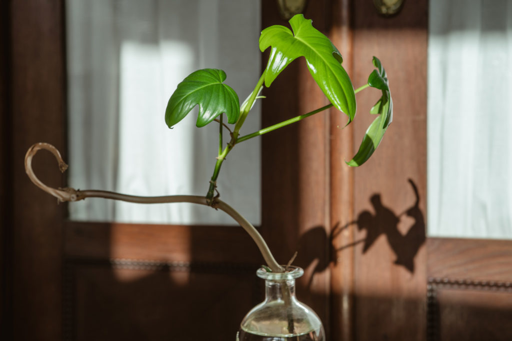 Philodendron vermehren