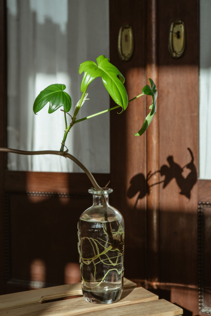 größere Philodendron-Stecklinge