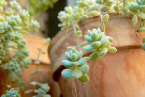 hang vetplant