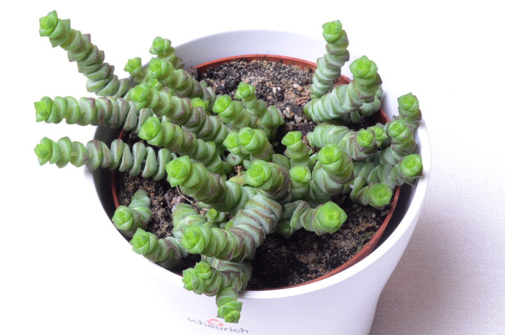 hang vetplant hottentot