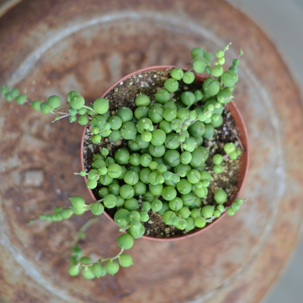 hang vetplant Senecio rowleyanus