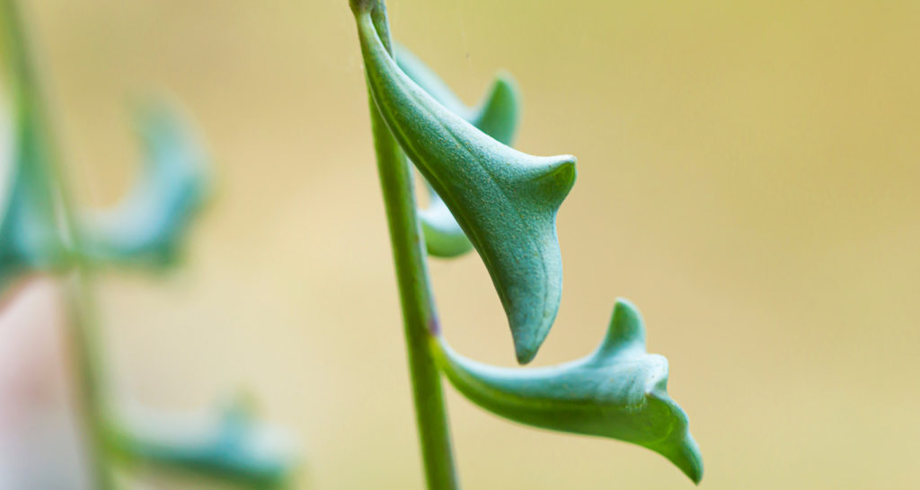 hangende vetplant dolfijnplant