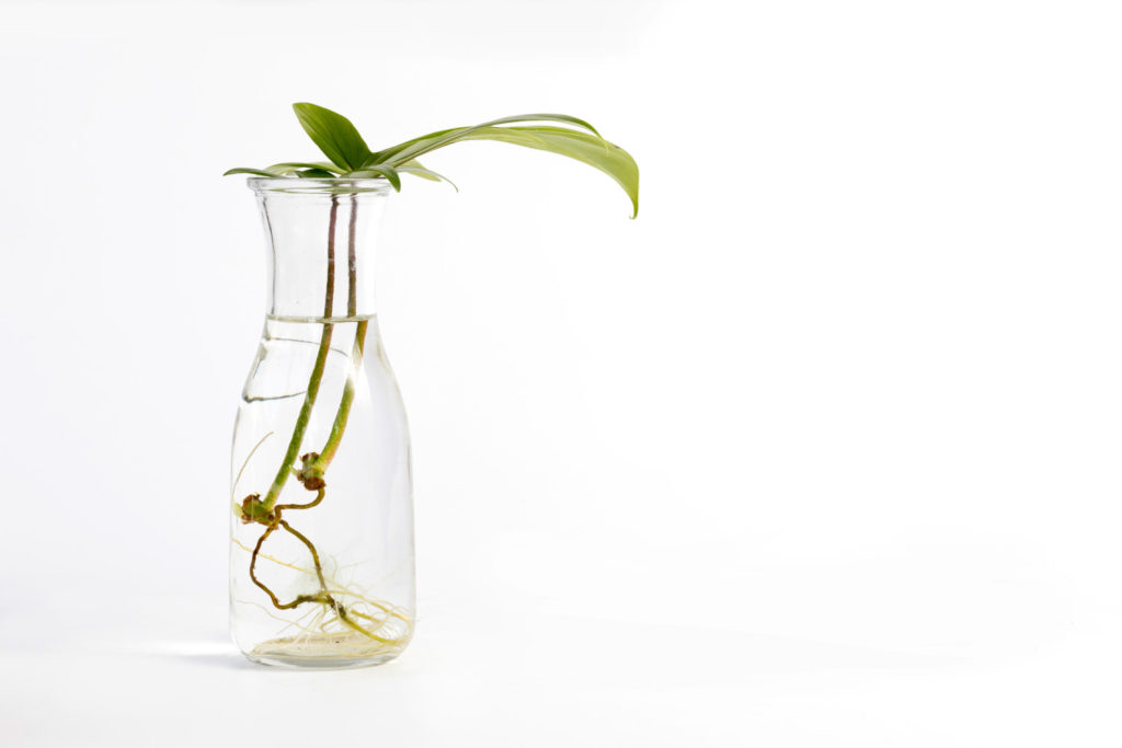 Philodendron-Stecklinge auf Wasser