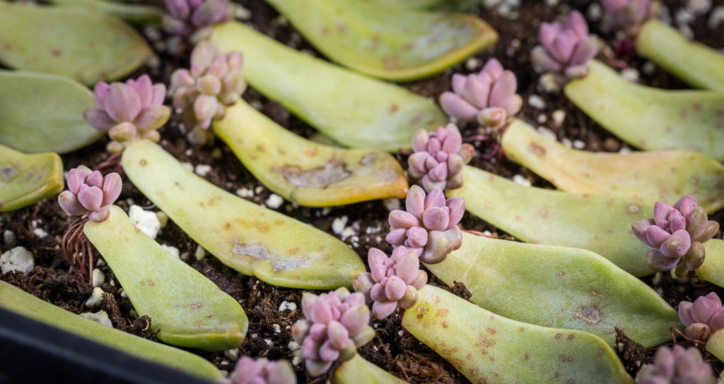 bladstekken vetplant met uitlopers