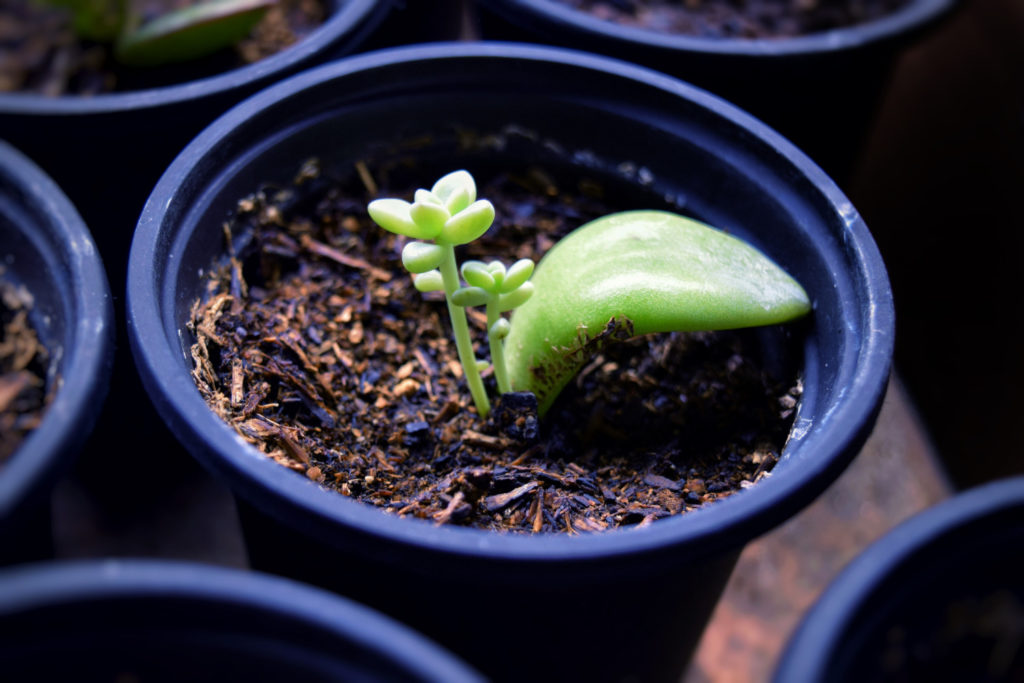 vetplant stekken blad in de aarde