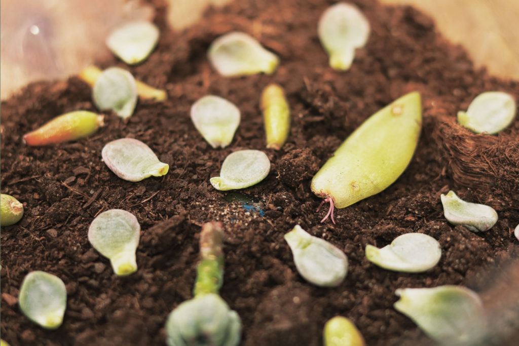 vetplant stekken op aarde met eerste worteltjes