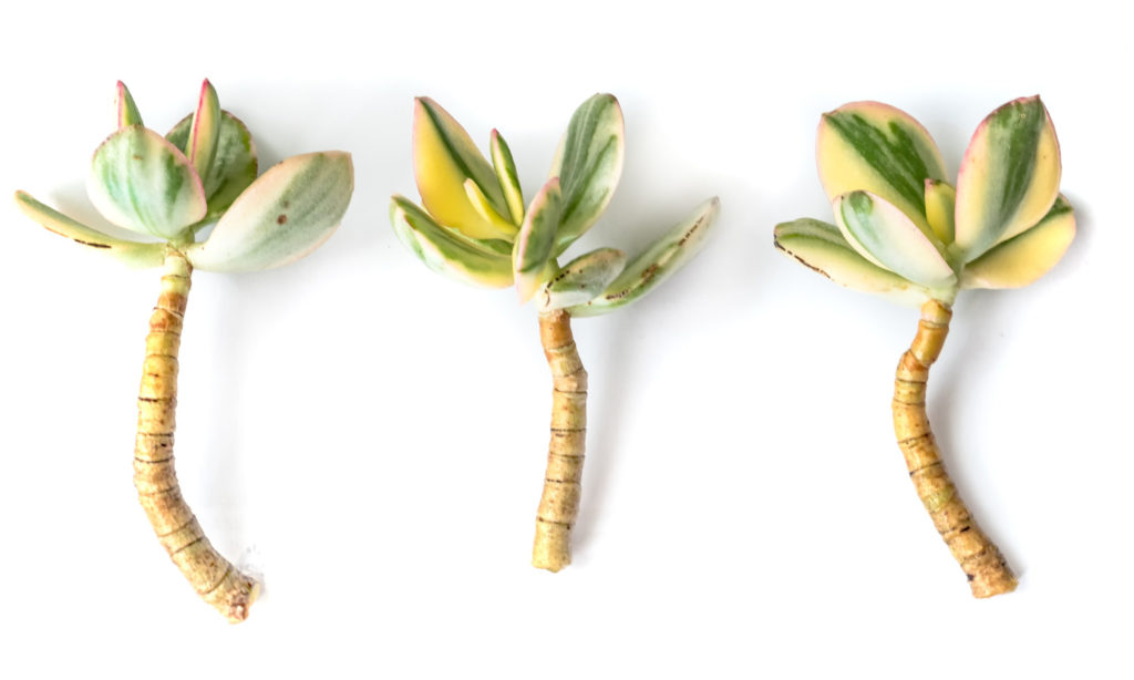 vetplanten stekken via de stengel