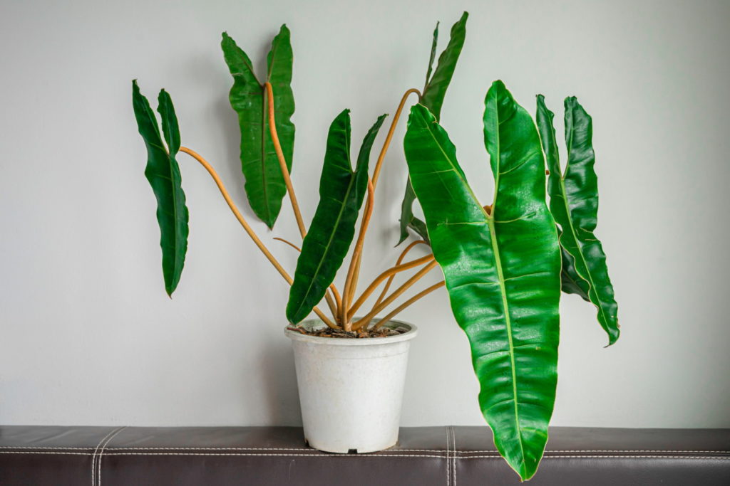 Philodendron Billietiae längliche Blätter