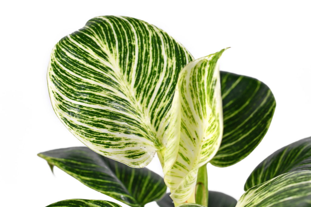 Philodendron Birkin