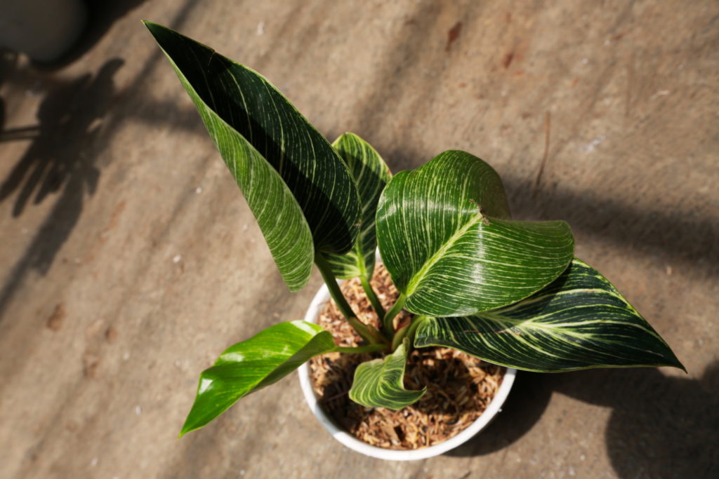 philodendron birkin pflege