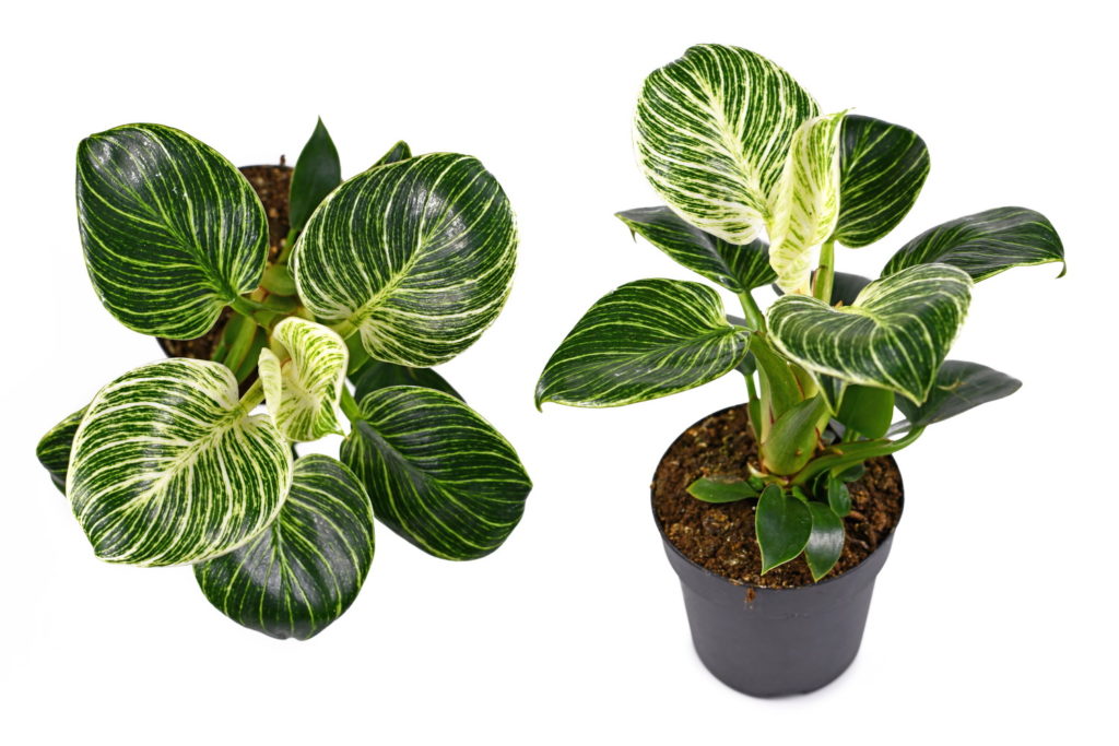 Philodendron Birkin White Measure