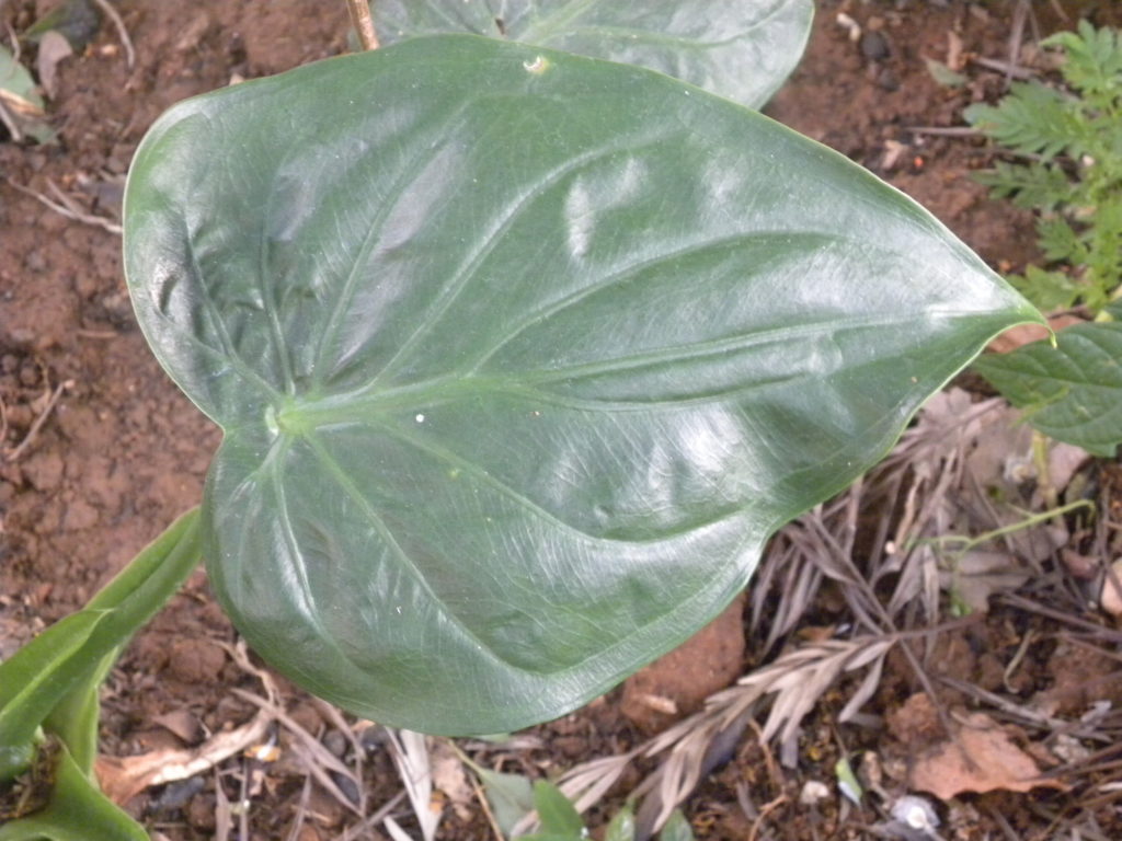Philodendron Cordatum Blatt