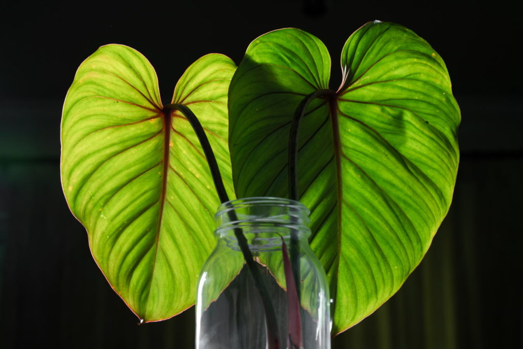Philodendron Gloriosum Rückseitenblätter