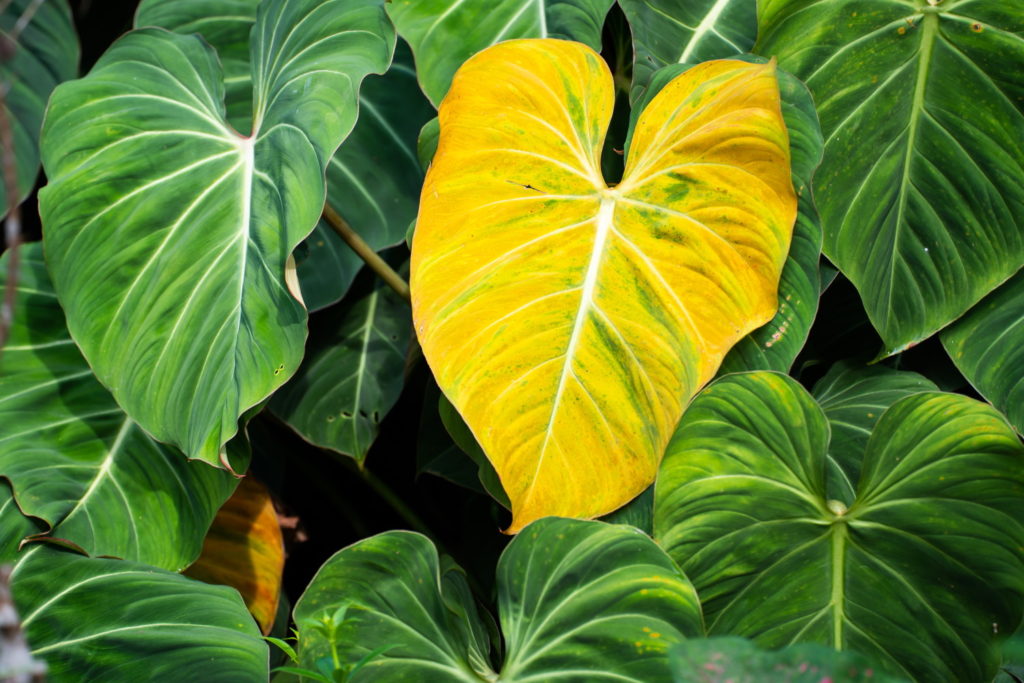 Philodendron Gloriosum gelbe Blätter