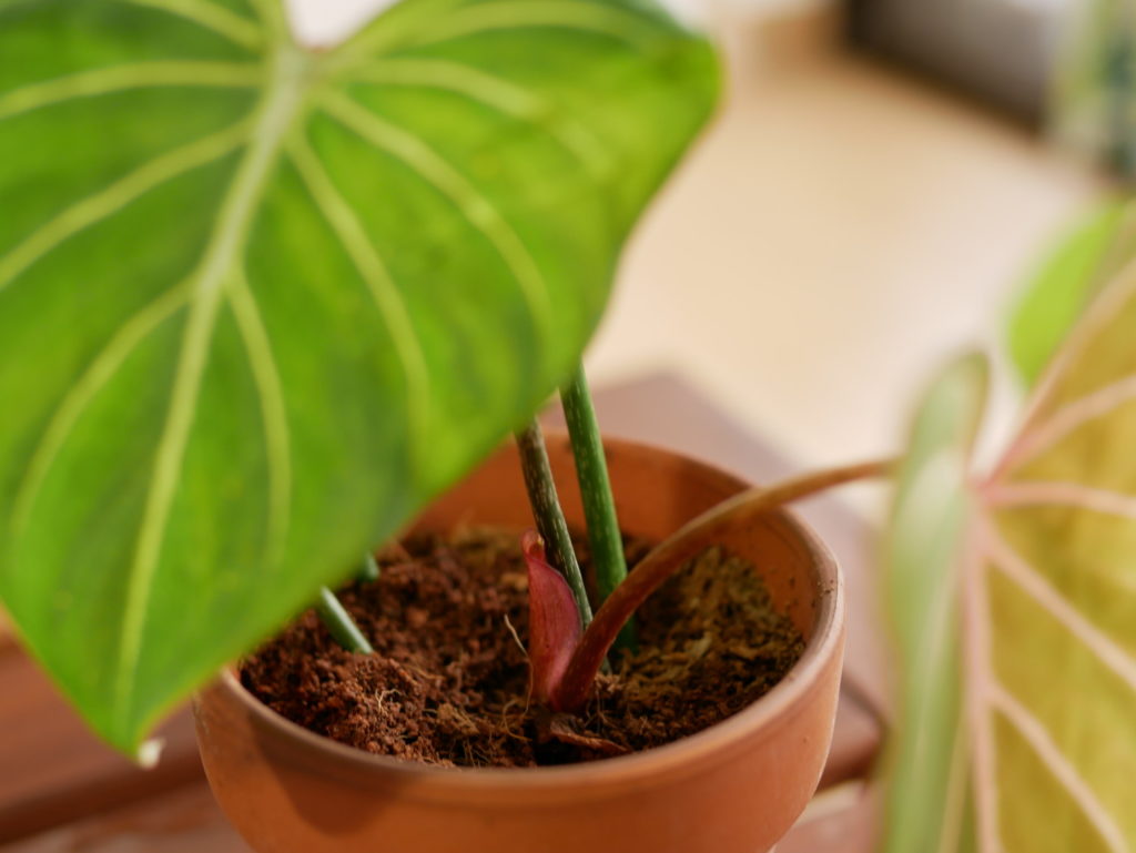 Philodendron Gloriosum Pflege