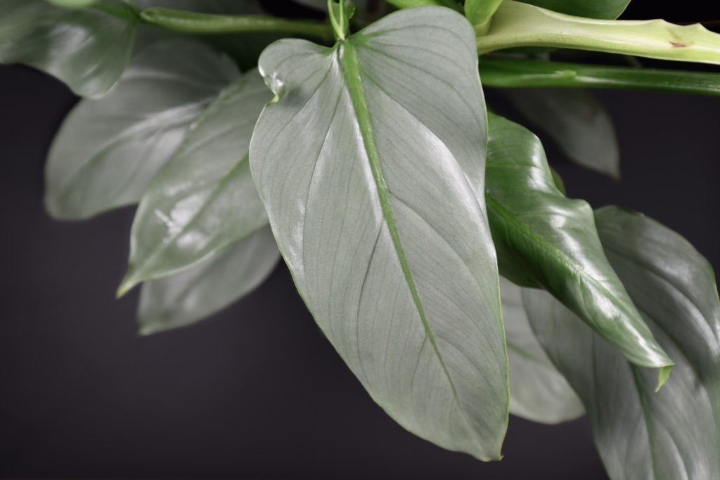 Philodendron Hastatum