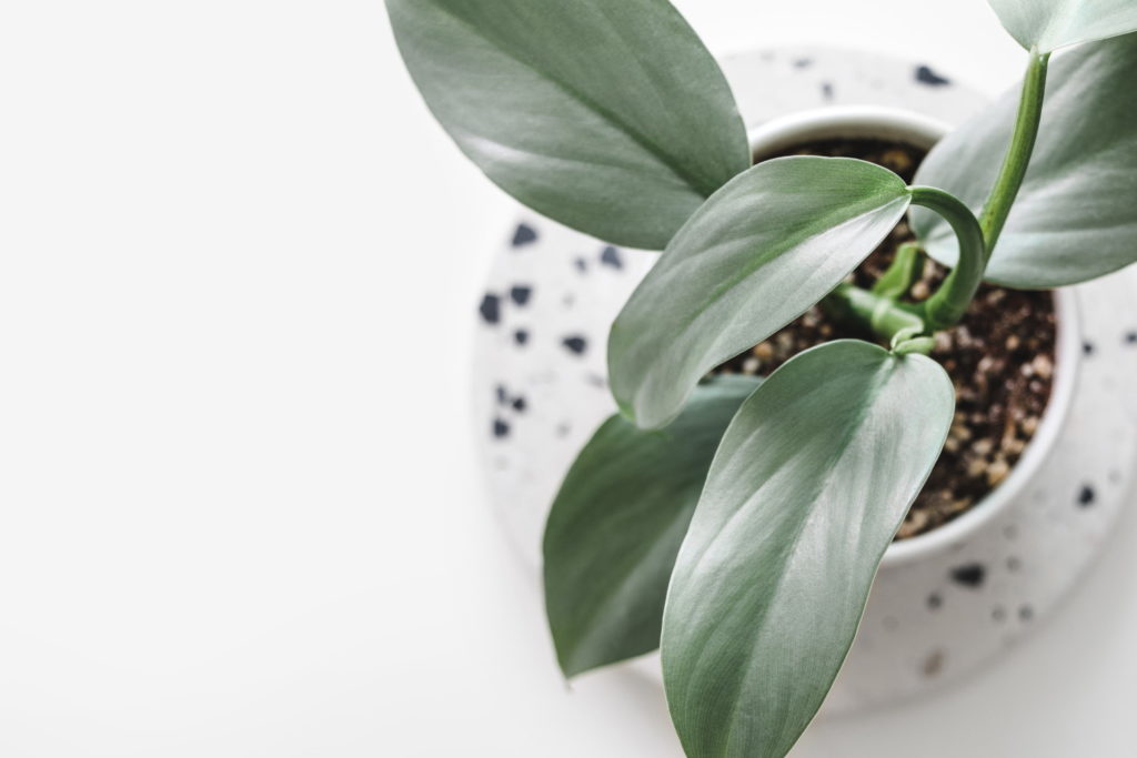 Philodendron Hastatum Silver Sword