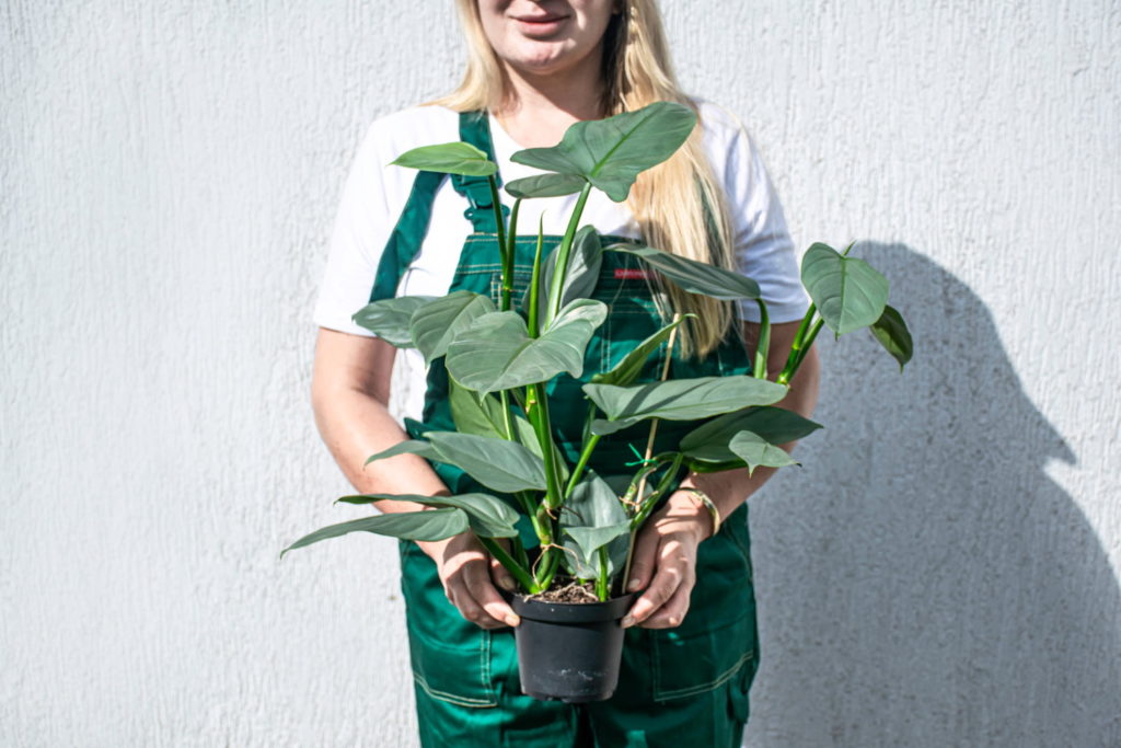 Philodendron Hastatum Pflege