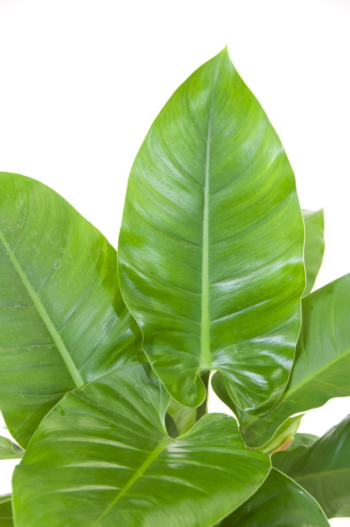 Philodendron Imperial Green