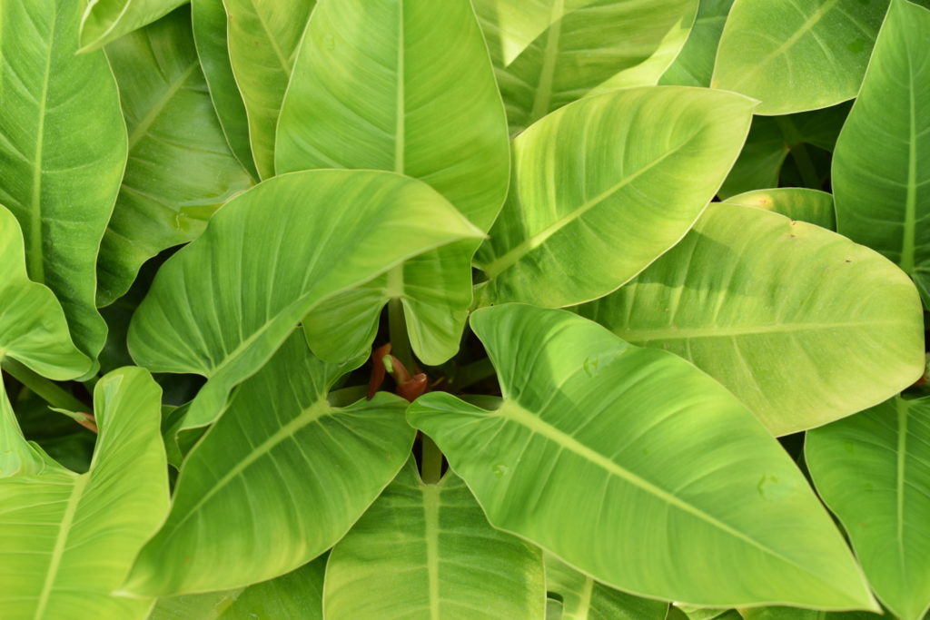 Philodendron Imperial Green