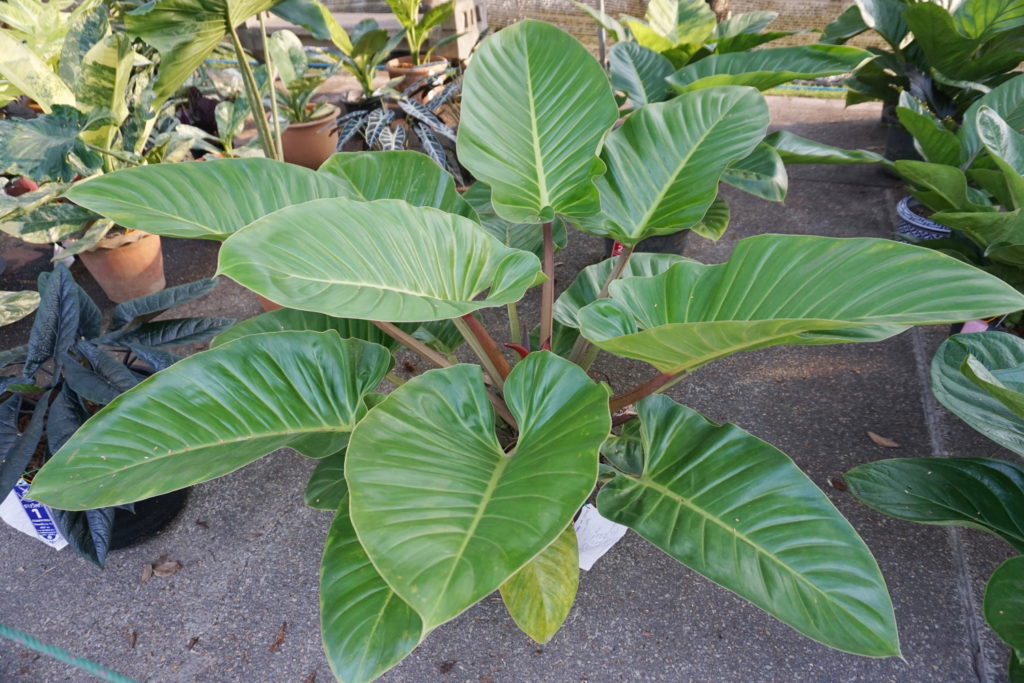 Philodendron Imperial Green Pflege