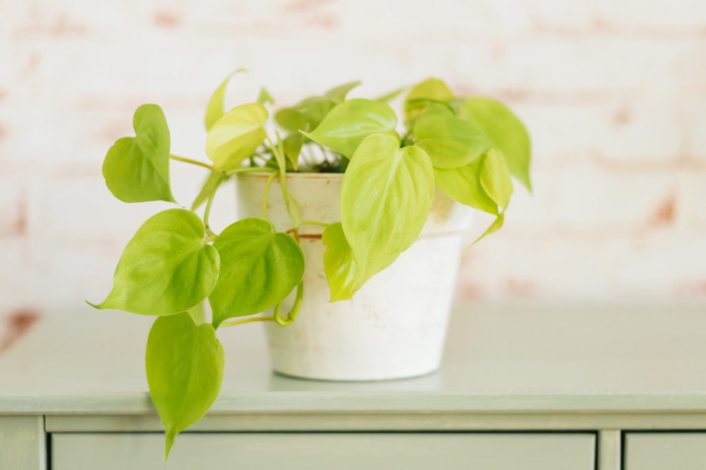 Philodendron Zitronenlimette