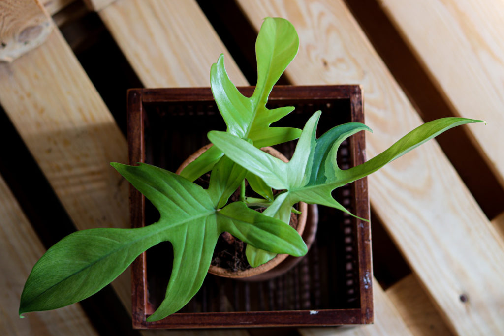 Philodendron pedatum