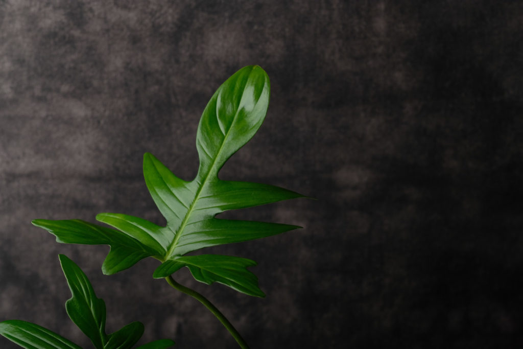 Philodendron Pedatum Blatt