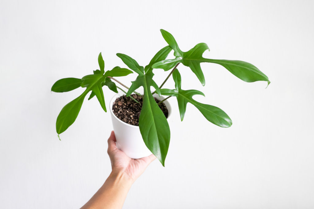 kleiner Philodendron Pedatum im Topf