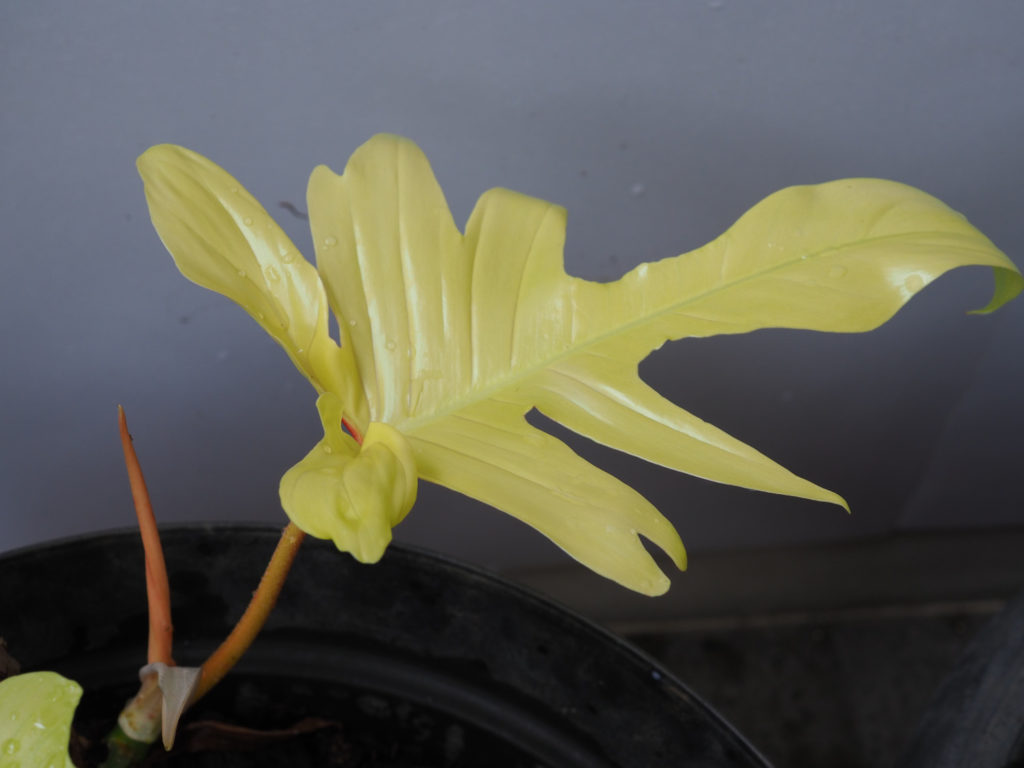 Philodendron Pedatum Blatt