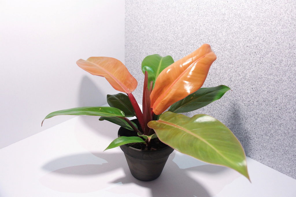 Philodendron Prince of Orange