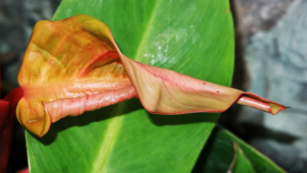 Philodendron Prince of Orange neues Blatt